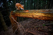 Red Fox (Vulpes vulpes) on a fallen tree trunk. Black Forest, Germany, July.