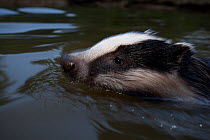 Badger (Meles meles) swimming. The Black Forest, Germany, July.