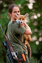 Red Fox (Vulpes vulpes) being held by a woman with a rifle. Black Forest, Germany, June.