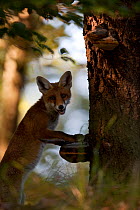 Red Fox (Vulpes vulpes) investigating bracket fungus on tree trunk. Black Forest, Germany, July.