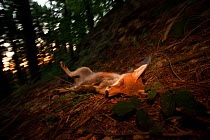 Red Fox (Vulpes vulpes) resting on the forest floor. Black Forest, Germany, July.