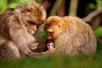 Barbary Apes (Macaca sylvanus), a mother grooming a male with her baby between her arms. Captive