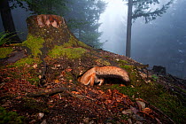 Red Fox (Vulpes vulpes) digging a den hole under a tree stump. Black Forest, Germany, July.