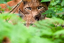 Portrait of a Lynx (Lynx lynx) mother and kitten. Hanau, Germany, July. Captive