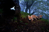 Two young Red Foxes (Vulpes vulpes). Black Forest, Germany, May.