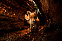 Two young Red Foxes (Vulpes vulpes) in a hollow fallen tree. Black Forest, Germany, May.