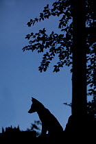 Red Fox (Vulpes vulpes) silhouetted by a tree. Black Forest, Germany, August.