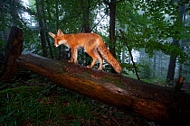 Red Fox (Vulpes vulpes) climbing a fallen tree. Black Forest, Germany, August.