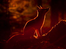 Red Fox (Vulpes vulpes) silhouetted in evening light. Black Forest, Germany, August.