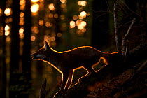 Red Fox (Vulpes vulpes) silhouetted in evening light. Black Forest, Germany, August.