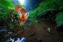 Red Fox (Vulpes vulpes) drinking from a stream. Black Forest, Germany, August.