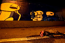 Badger (Meles meles) lying dead in a road with graffiti of concerned looking bears in the background. Freiburg im Breisgau, Germany, August