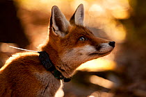 Red Fox (Vulpes vulpes) portrait with an inquisitive expression. Black Forest, Germany, August.