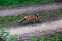Red Fox (Vulpes vulpes) wearing a radio location tracking collar walking across a fallen tree trunk. Black Forest, Germany, August.