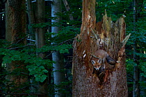 Red Fox (Vulpes vulpes) investigating a fallen tree stump. Black Forest, Germany, September.