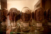 Collected seeds in glass jars from pine and other trees. Black Forest, Germany, July.