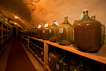 Collected seeds in glass jars from pine and other trees stored in a cellar. Black Forest, Germany, July.