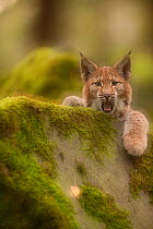 Lynx (Lynx lynx) yawning and relaxing on a mossy rock. Hanau, Germany, September. Captive