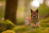 Lynx (Lynx lynx) sitting sphynx-line in softly lit woodland floor. Hanau, Germany, September. Captive