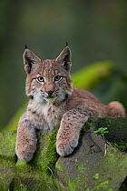 Portrait of a Lynx (Lynx lynx). Hanau, Germany, September. Captive