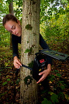 Scientist installing an automated camera on a tree. Black Forest, Germany, October.