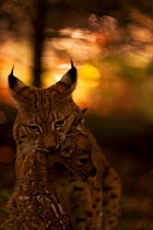 Lynx (Lynx lynx) holding its fawn kill by the neck. The Black Forest, Germany, October. Captive