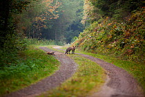 Red Foxes (Vulpes vulpes) interacting on a woodland track. Black Forest, Germany, October.