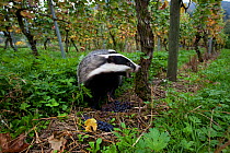 Badger (Meles meles) in vineyard. The Black Forest, Germany, October.