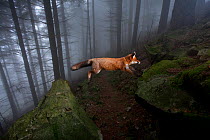 Red Fox (Vulpes vulpes) jumping between two rock in a misty forest. Black Forest, Germany, October.