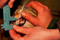 Sceintists collecting data from a Wildcat (Felis sylvestris) measuring canine teeth. Rhine Valley near Frieburg, Germany, March.