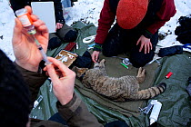 Scientists collecting data from a Wildcat (Felis sylvestris). Rhine Valley near Frieburg, Germany, March.