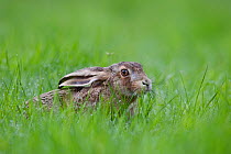 Hare (Lepus europaeus) with flattened ears in dewey grass. Black Forest, Germany, April.