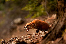 Red Fox (Vulpes vulpes) displaying fear / submission. Black Forest, Germany, October.