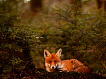 Portrait of Red Fox (Vulpes vulpes) relaxing in forest undergrowth. Black Forest, Germany, October.