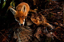 Red Fox (Vulpes vulpes) investgating the carcass of an Eagle Owl (Bubo bubo). Black Forest, Germany, October.