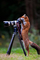 Red Fox (Vulpes vulpes) investigating a camera and tripod; taking a photograph. Black Forest, Germany, September.