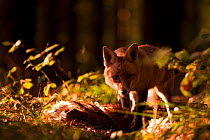 Red Fox (Vulpes vulpes) with birds prey in low sunlight. Black Forest, Germany, October.