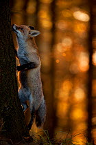 Red Fox (Vulpes vulpes) investigating a tree. Black Forest, Germany, November.
