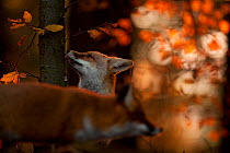 Red Fox (Vulpes vulpes) licking a tree trunk while another walks in the foreground. Black Forest, Germany, November.