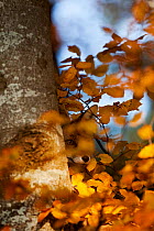 Red Fox (Vulpes vulpes) hidden behind a tree trunk and autumn leaves. Black Forest, Germany, November.