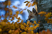 Red Fox (Vulpes vulpes) behind a tree and autumn leaves. Black Forest, Germany, November.