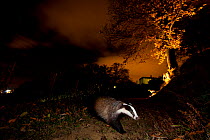 Badger (Meles meles) foraging at night. The Freiburg im Breisgau, Germany, November.
