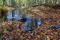 Badger (Meles meles) in a woodland stream. The Black Forest, Germany, November.