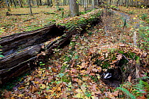 Badger (Meles meles) in the entrance to its woodland burrow / sett. The Black Forest, Germany, November.