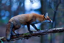 Red Fox (Vulpes vulpes) balancing on a branch. Black Forest, Germany, November.