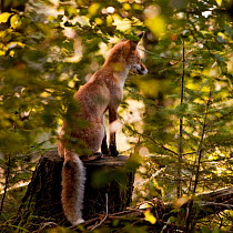 Red Fox (Vulpes vulpes) observing from a woodland tree stump. Black Forest, Germany, September.