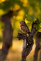 Little Owl (Athene noctua) on grapevine. Black Forest, Germany, June.