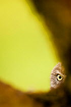 Little Owl (Athene noctua) young bird peering through boughs. Black Forest, Germany, June.