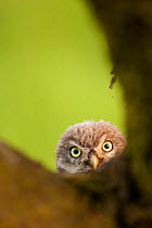 Little Owl (Athene noctua) young bird peering through branches. Black Forest, Germany, June.