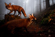 Red Foxes (Vulpes vulpes) in misty woodland. Black Forest, Germany, November.